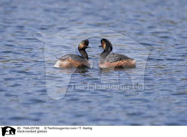 black-necked grebes / THA-05786