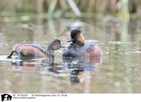 black-necked grebes / AT-02201