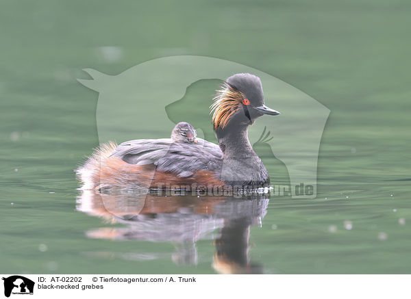 black-necked grebes / AT-02202