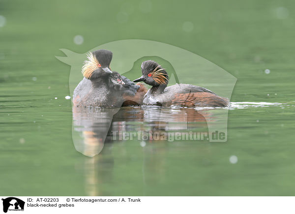 black-necked grebes / AT-02203