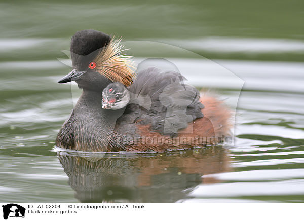 black-necked grebes / AT-02204