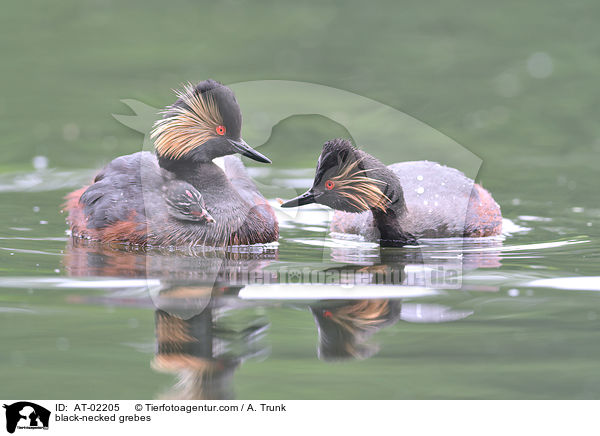black-necked grebes / AT-02205