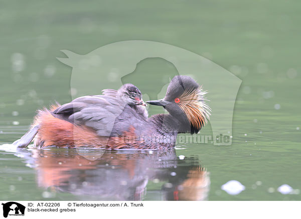 black-necked grebes / AT-02206