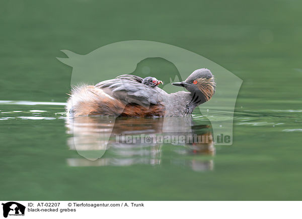 black-necked grebes / AT-02207