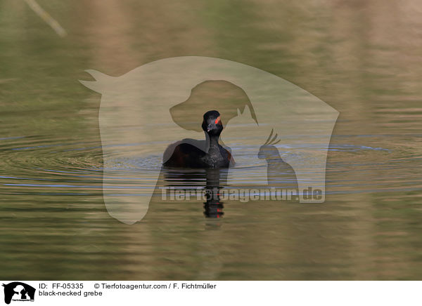 black-necked grebe / FF-05335