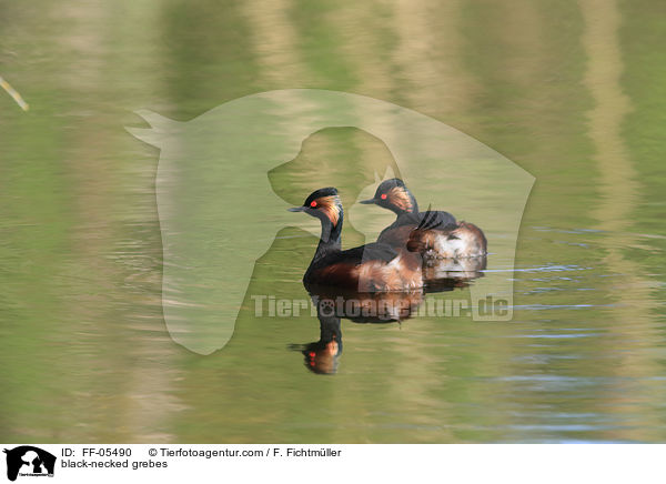 Schwarzhalstaucher / black-necked grebes / FF-05490