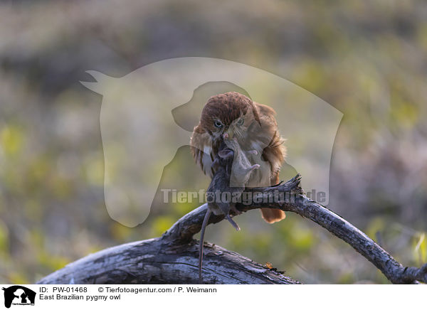 East Brazilian pygmy owl / PW-01468