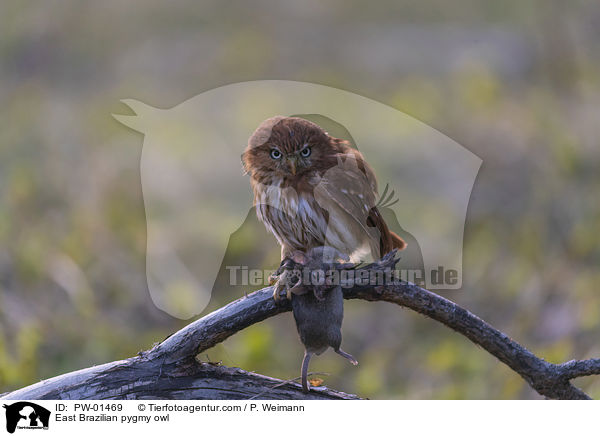 East Brazilian pygmy owl / PW-01469