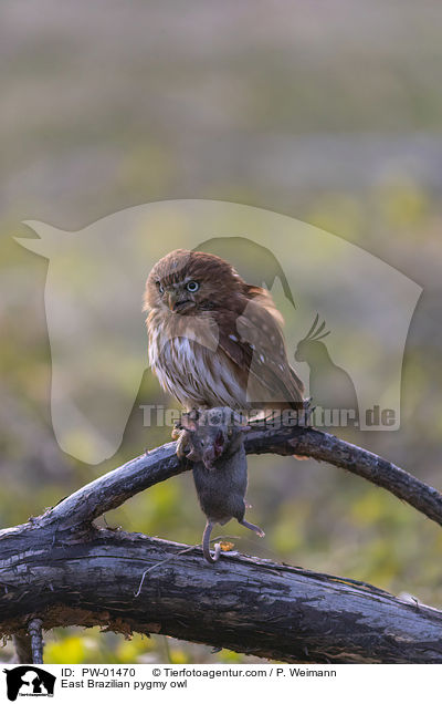 East Brazilian pygmy owl / PW-01470
