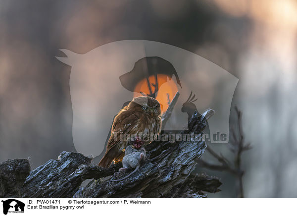 East Brazilian pygmy owl / PW-01471