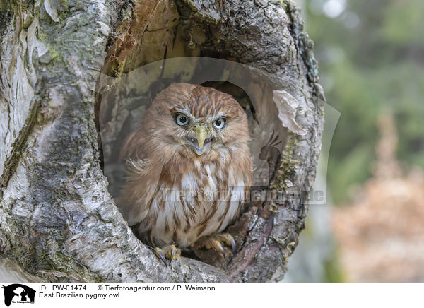 East Brazilian pygmy owl / PW-01474