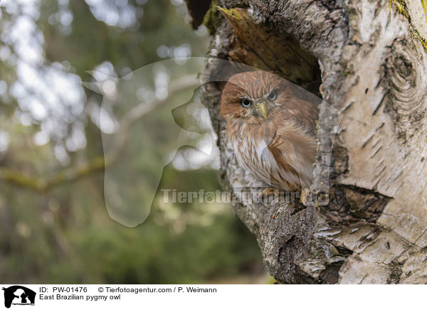 East Brazilian pygmy owl / PW-01476