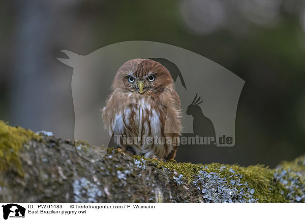 East Brazilian pygmy owl / PW-01483