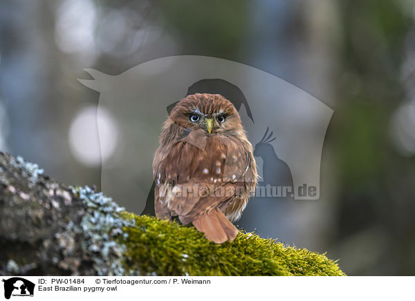 East Brazilian pygmy owl / PW-01484