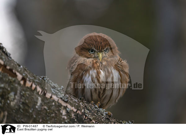 East Brazilian pygmy owl / PW-01487
