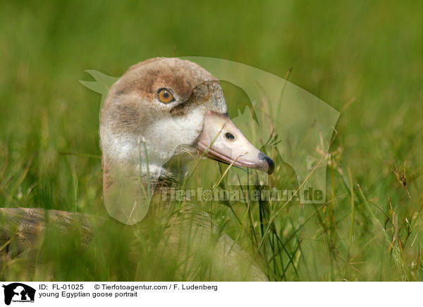 young Egyptian goose portrait / FL-01025