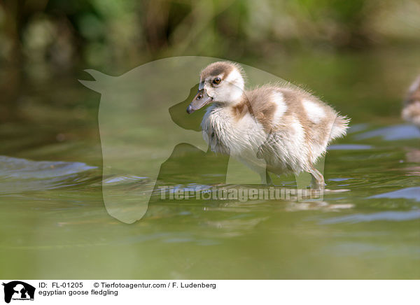 Nilgans Kken am See / egyptian goose fledgling / FL-01205