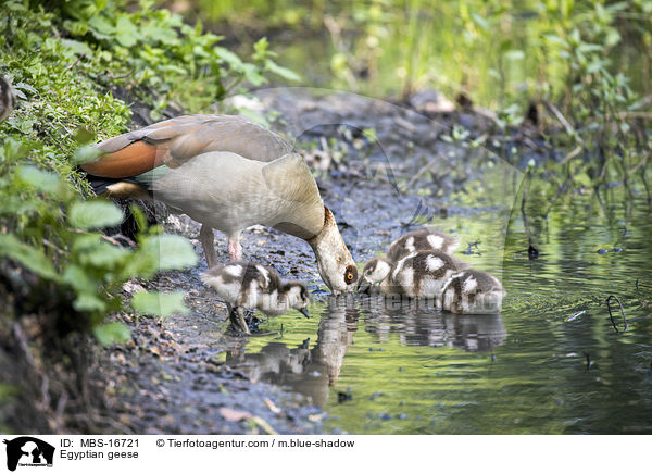Egyptian geese / MBS-16721