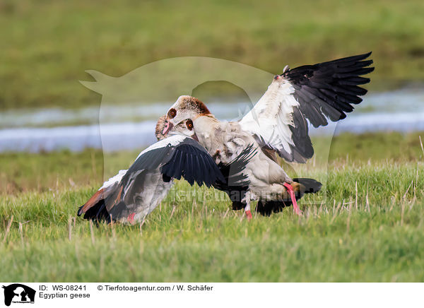 Egyptian geese / WS-08241