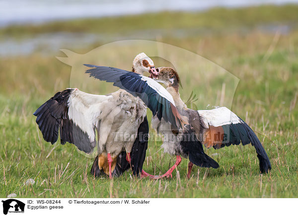 Egyptian geese / WS-08244