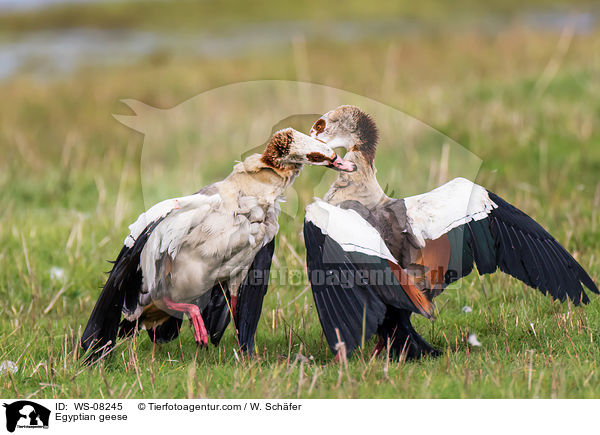 Egyptian geese / WS-08245