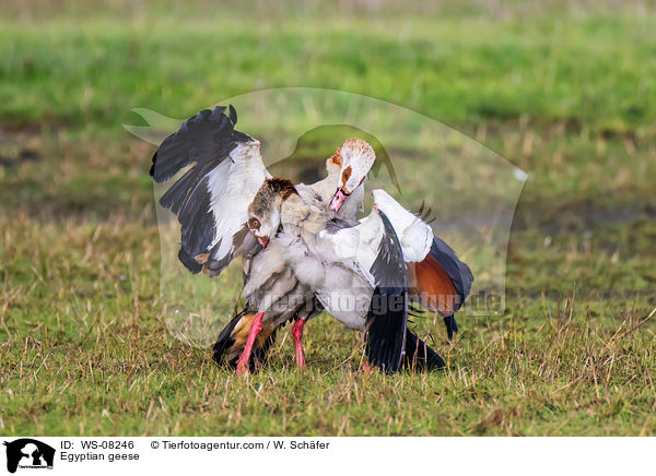 Egyptian geese / WS-08246