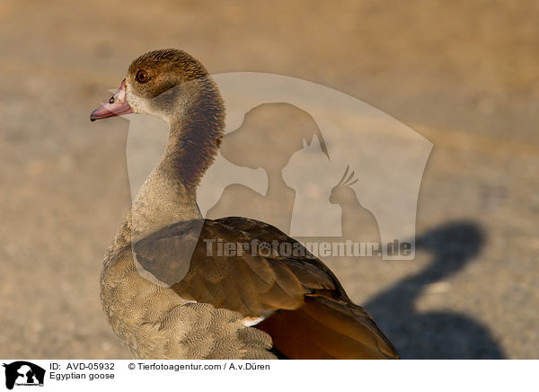 Egyptian goose / AVD-05932