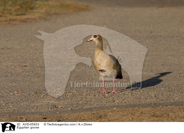 Egyptian goose / AVD-05933