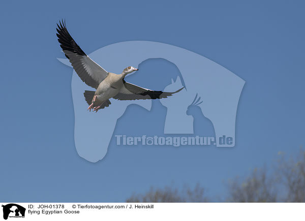 flying Egyptian Goose / JOH-01378