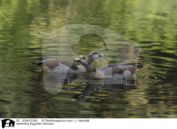 swimming Egyptian Gooses / JOH-01380