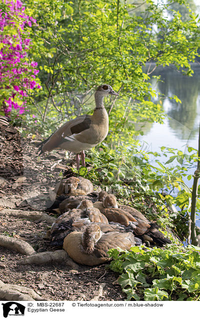 Egyptian Geese / MBS-22687