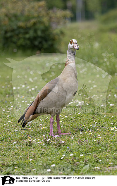 standing Egyptian Goose / MBS-22710
