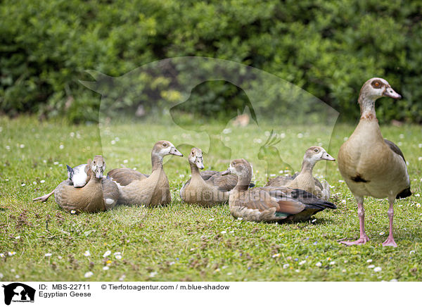 Egyptian Geese / MBS-22711