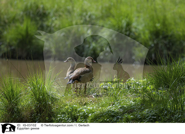 Egyptian geese / IG-03102