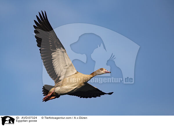 Egyptian goose / AVD-07324