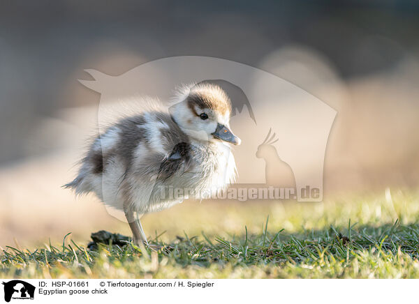 Egyptian goose chick / HSP-01661