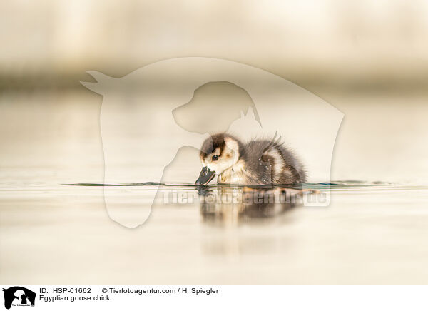 Egyptian goose chick / HSP-01662