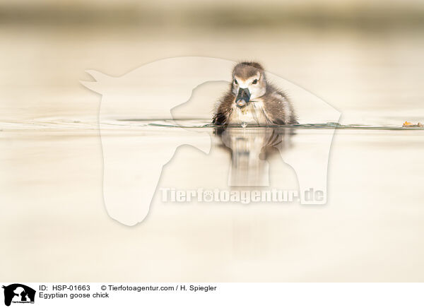 Egyptian goose chick / HSP-01663