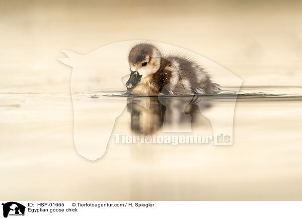 Egyptian goose chick / HSP-01665