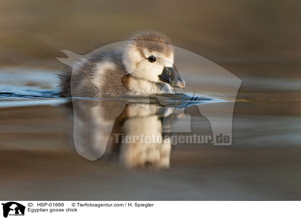Egyptian goose chick / HSP-01666