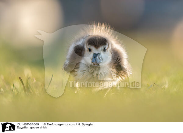 Egyptian goose chick / HSP-01669