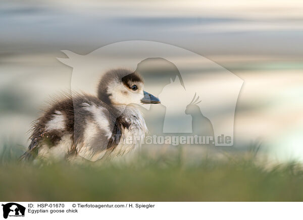 Egyptian goose chick / HSP-01670