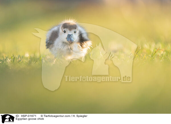 Egyptian goose chick / HSP-01671