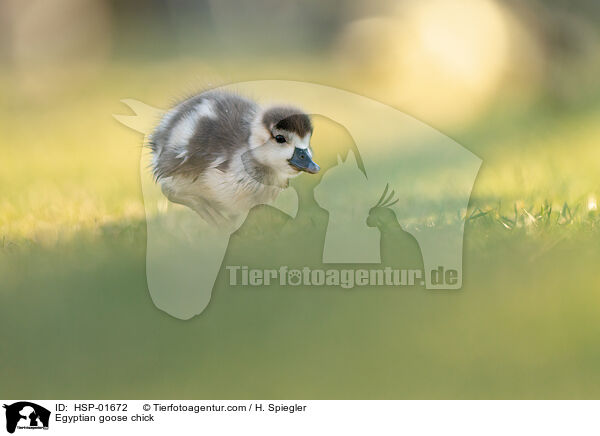 Egyptian goose chick / HSP-01672