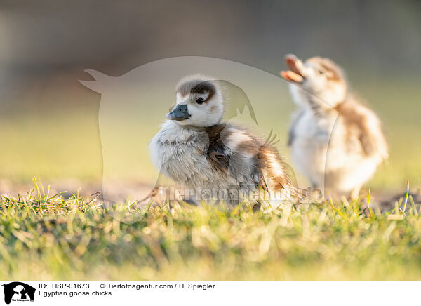 Egyptian goose chicks / HSP-01673