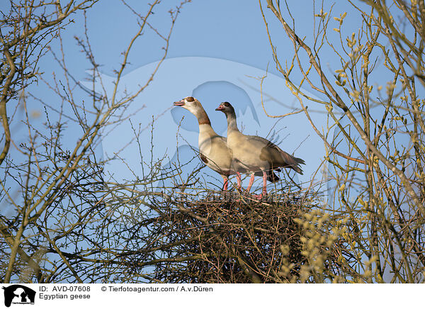 Egyptian geese / AVD-07608