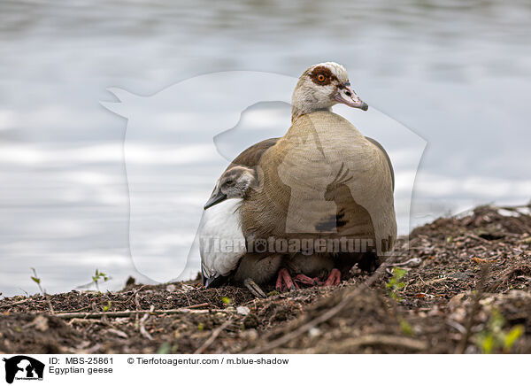 Egyptian geese / MBS-25861