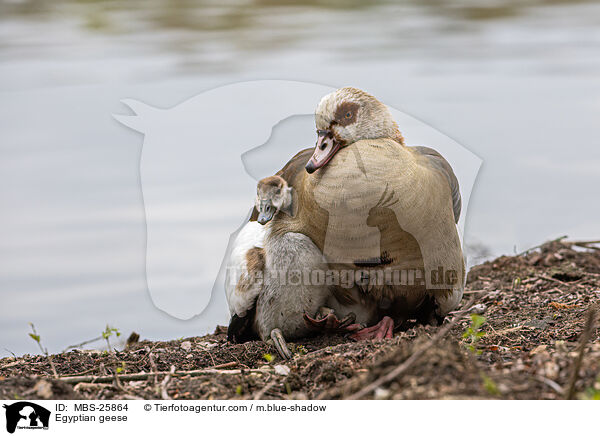 Egyptian geese / MBS-25864