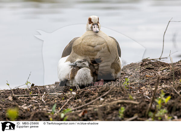 Egyptian geese / MBS-25866