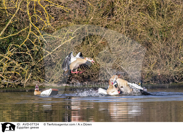 Nilgnse / Egyptian geese / AVD-07724